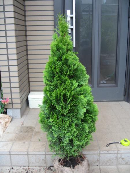 * green . vivid conifer! emerald height 180 centimeter *3ps.@ equipped 