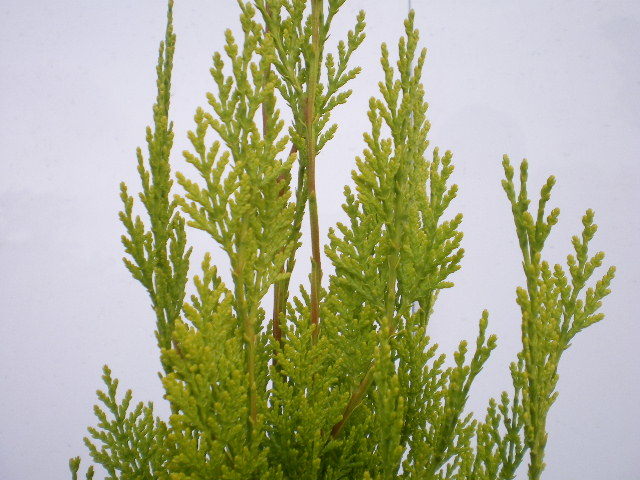 * yellow color . vivid conifer! elegantissima height 180 centimeter *9ps.@ equipped 