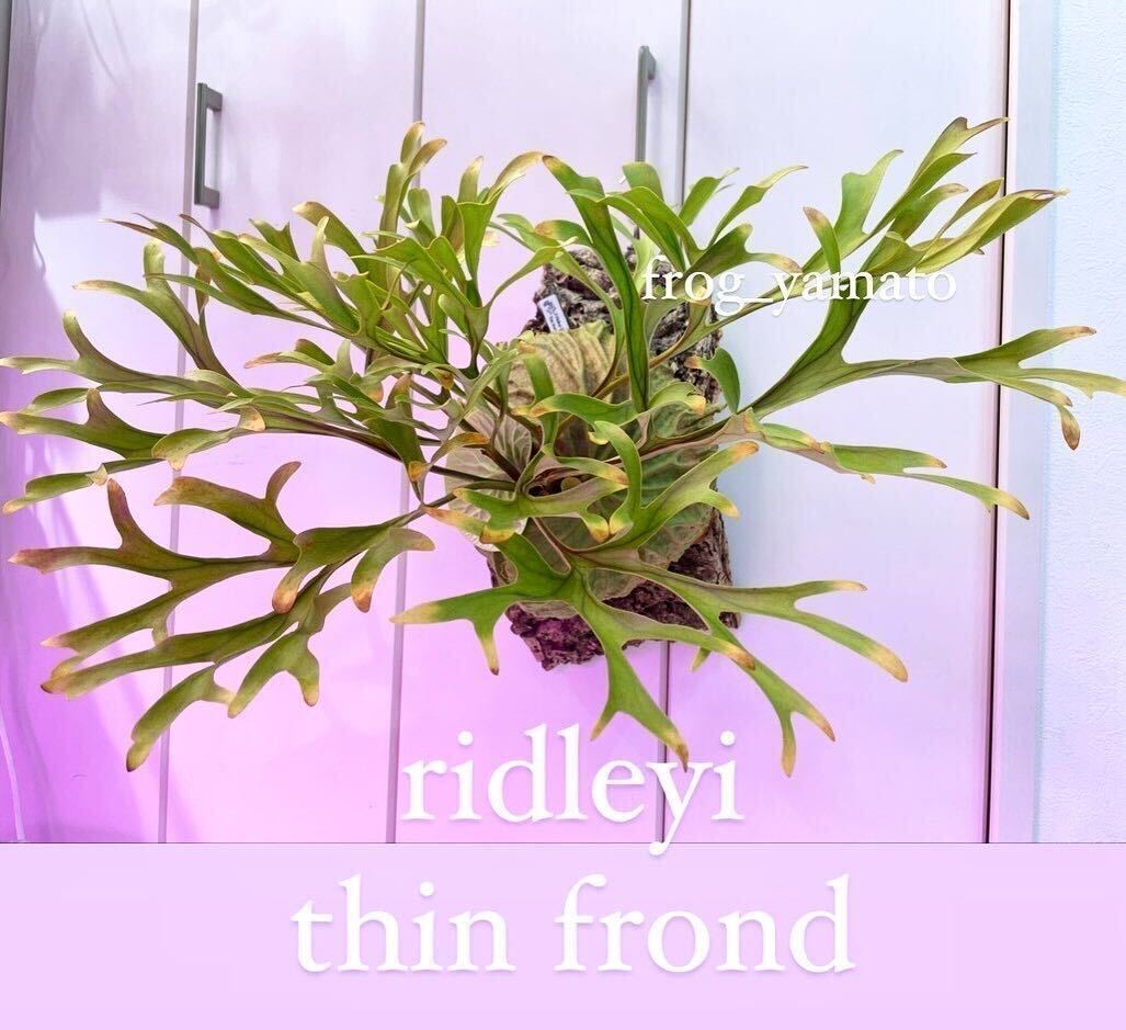 イ*マ様 ridleyi mix spore ビカクシダ 15pot ridleyi thin frond spore ビカクシダ(リドレイ 細葉 ridleyi