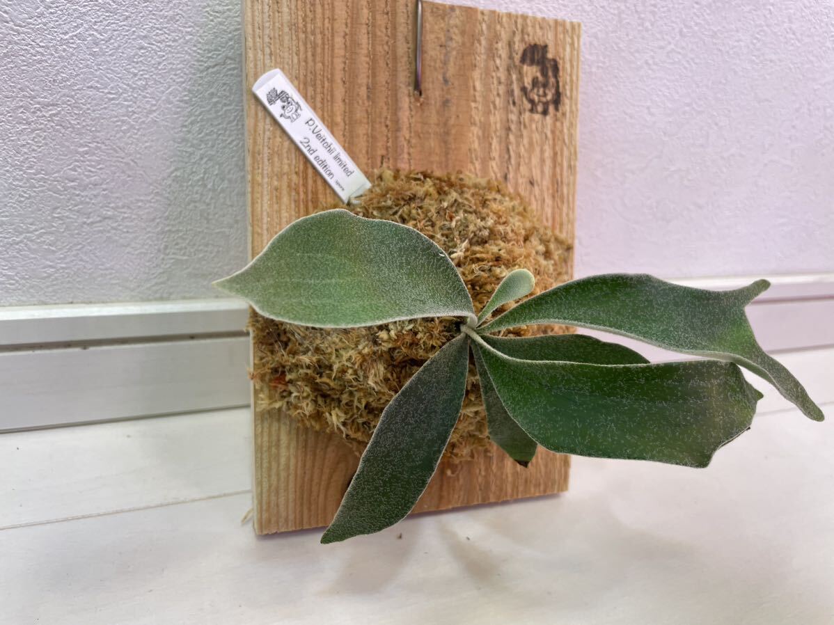  Bay chi- Second P.Veitchii Limited 2nd edition....spore spo a stock Platycerium staghorn fern 