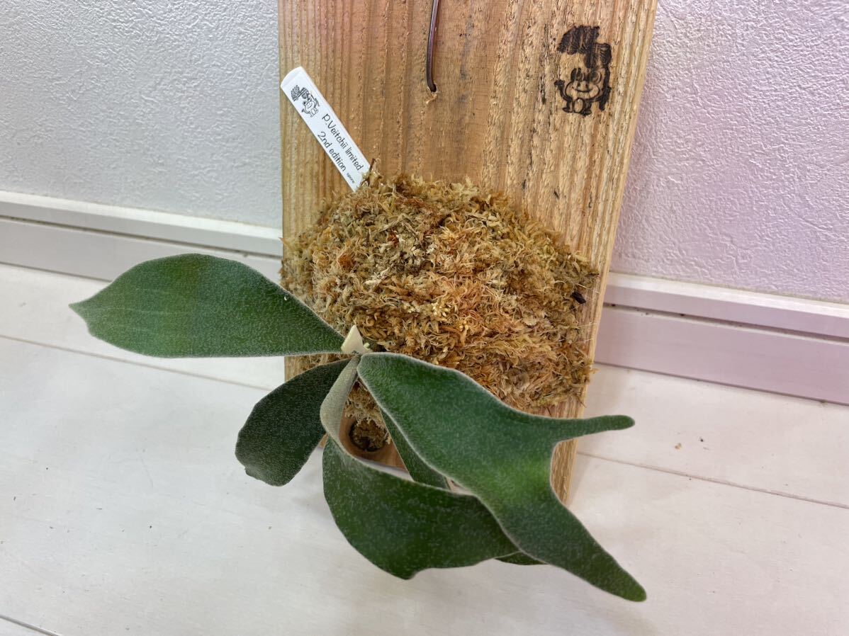  Bay chi- Second P.Veitchii Limited 2nd edition....spore spo a stock Platycerium staghorn fern 