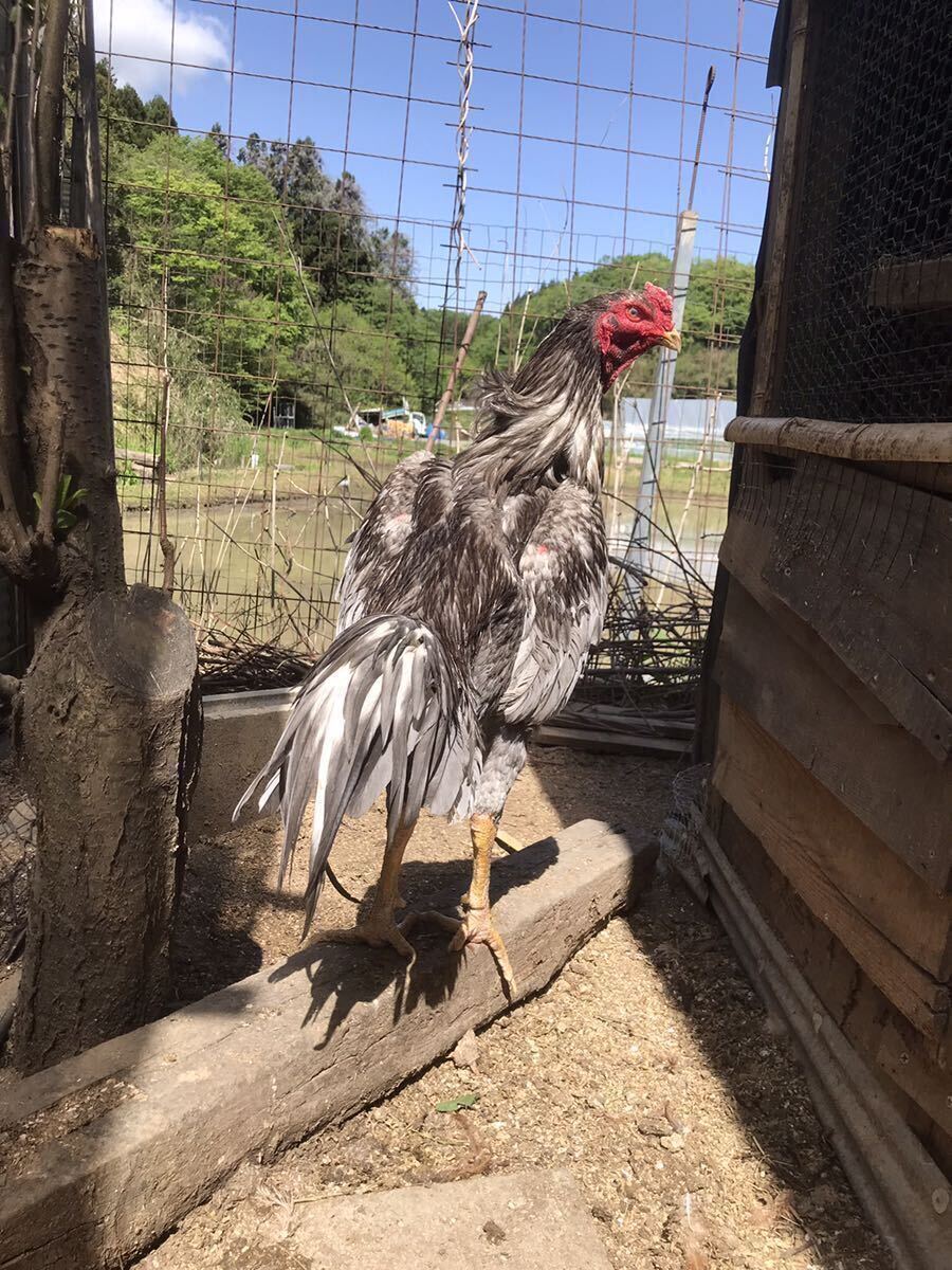 (食用の有精卵)大軍鶏浅葱種　　　　　　　　　　　計6個の出品_81センチ　４.2キロ