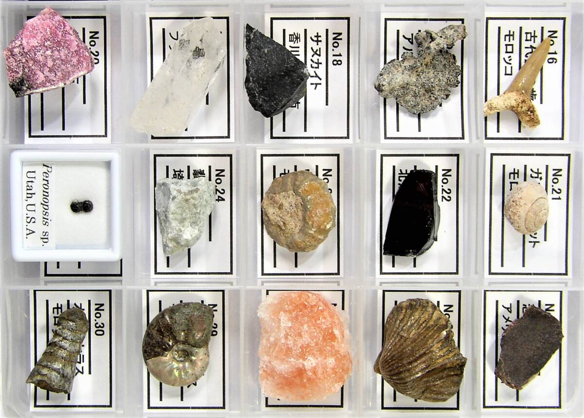  meteorite * mineral * fossil specimen 30 kind specimen label * instructions attaching 