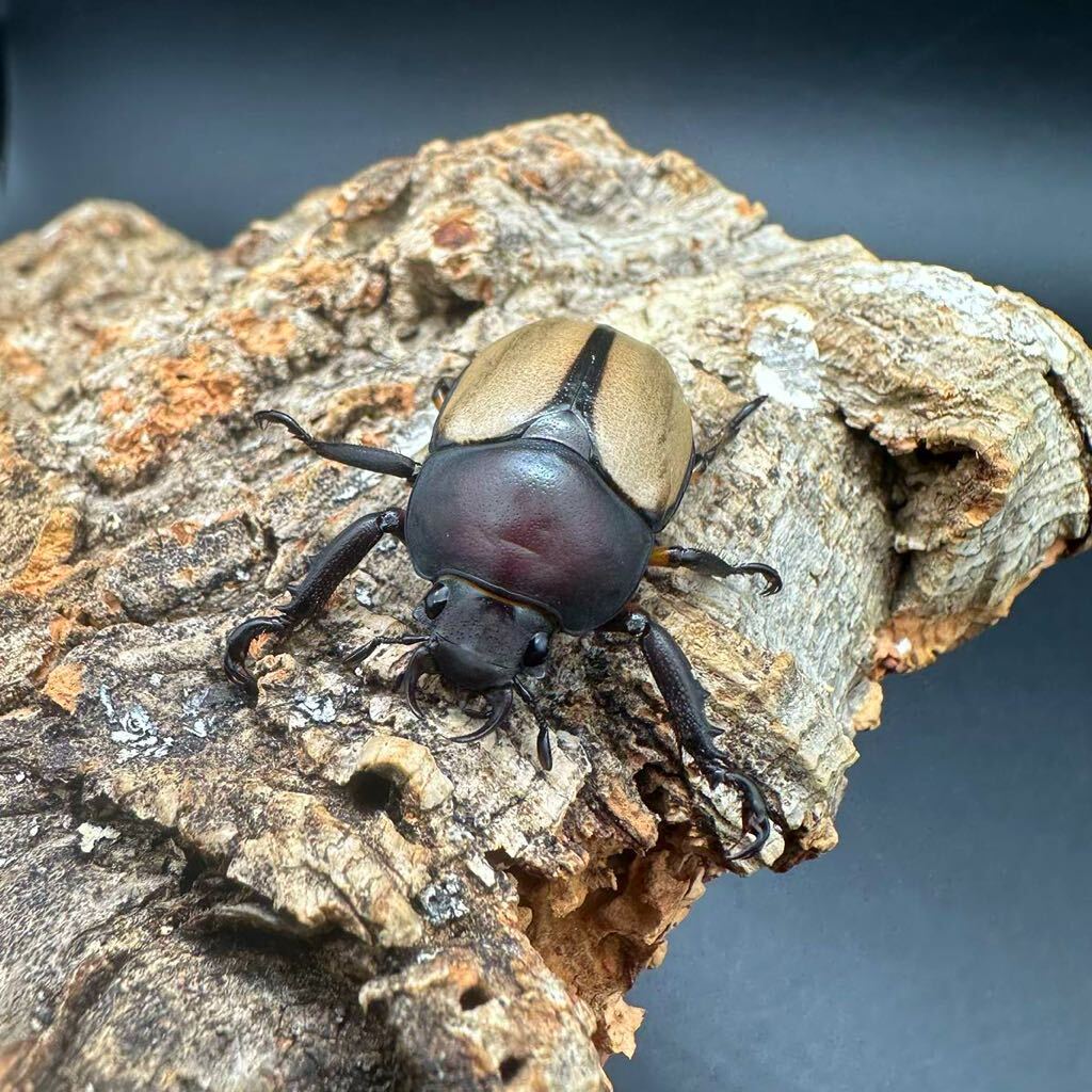 クワガタコガネ rutelidae frushstorfena 成虫ペアの画像4