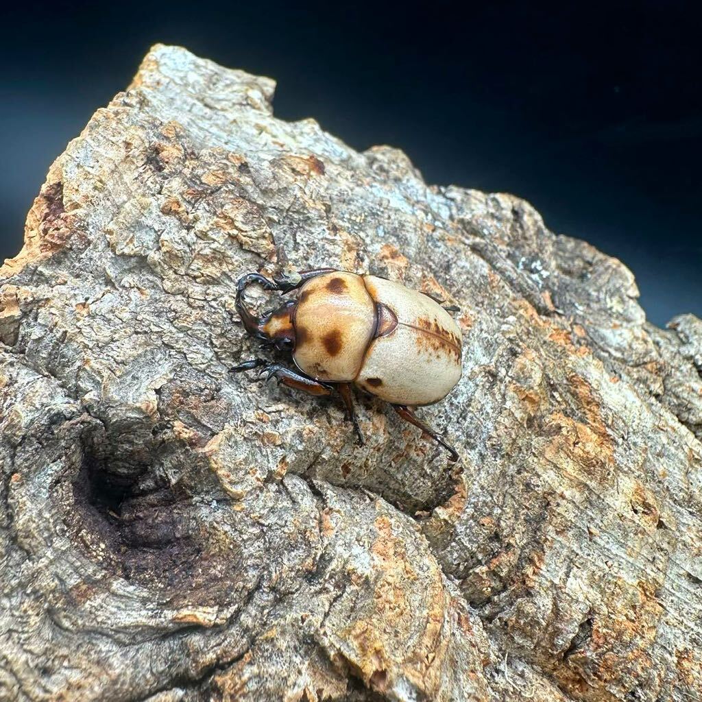 【ボルネオ便】ボルネオヘラヅノコガネ ceroplophana modiglianii borneensis（White type）の画像5