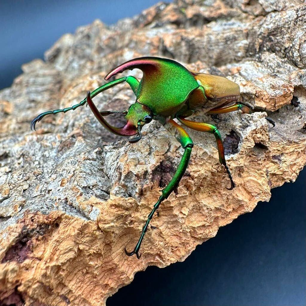 【日本初入荷】マグニフィカカブトハナムグリ WD成虫ペア（theodosia magnifica bawangensis） ボルネオ便 ※入荷は1ペアのみ。の画像5