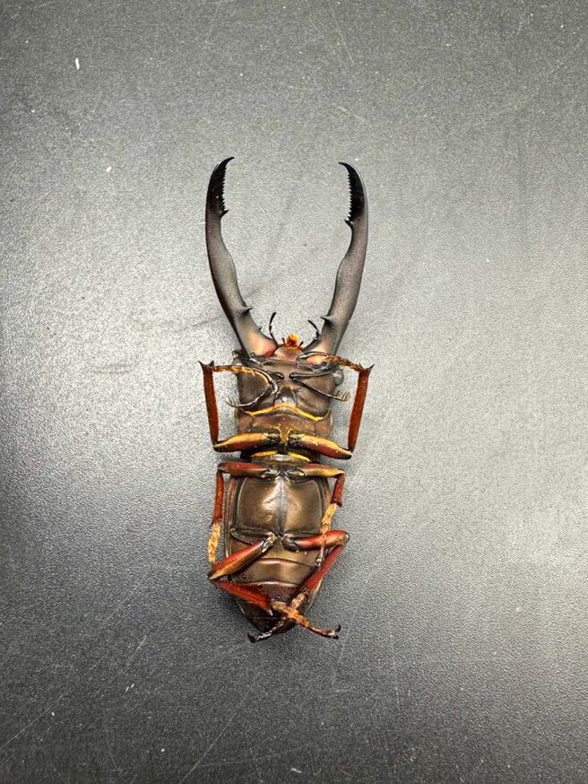 [bo Rene o flight ]gi rough . ho Thor ka stag beetle specimen for . insect *1 head (68mm up)