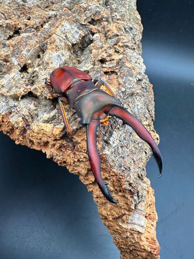 [bo Rene o flight ]gi rough . ho Thor ka stag beetle specimen for . insect *1 head (68mm up)