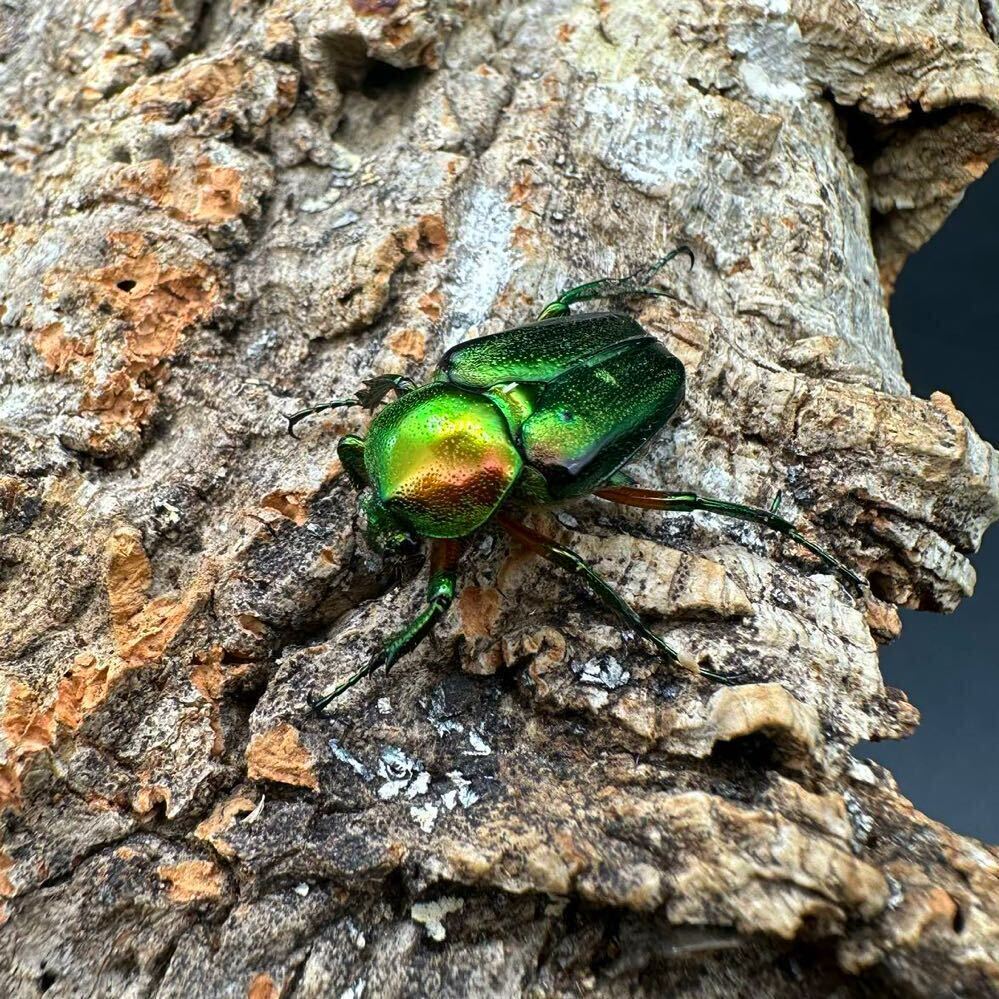 【日本初入荷】マグニフィカカブトハナムグリ WD成虫ペア（theodosia magnifica bawangensis） ボルネオ便 ※入荷は1ペアのみ。の画像7