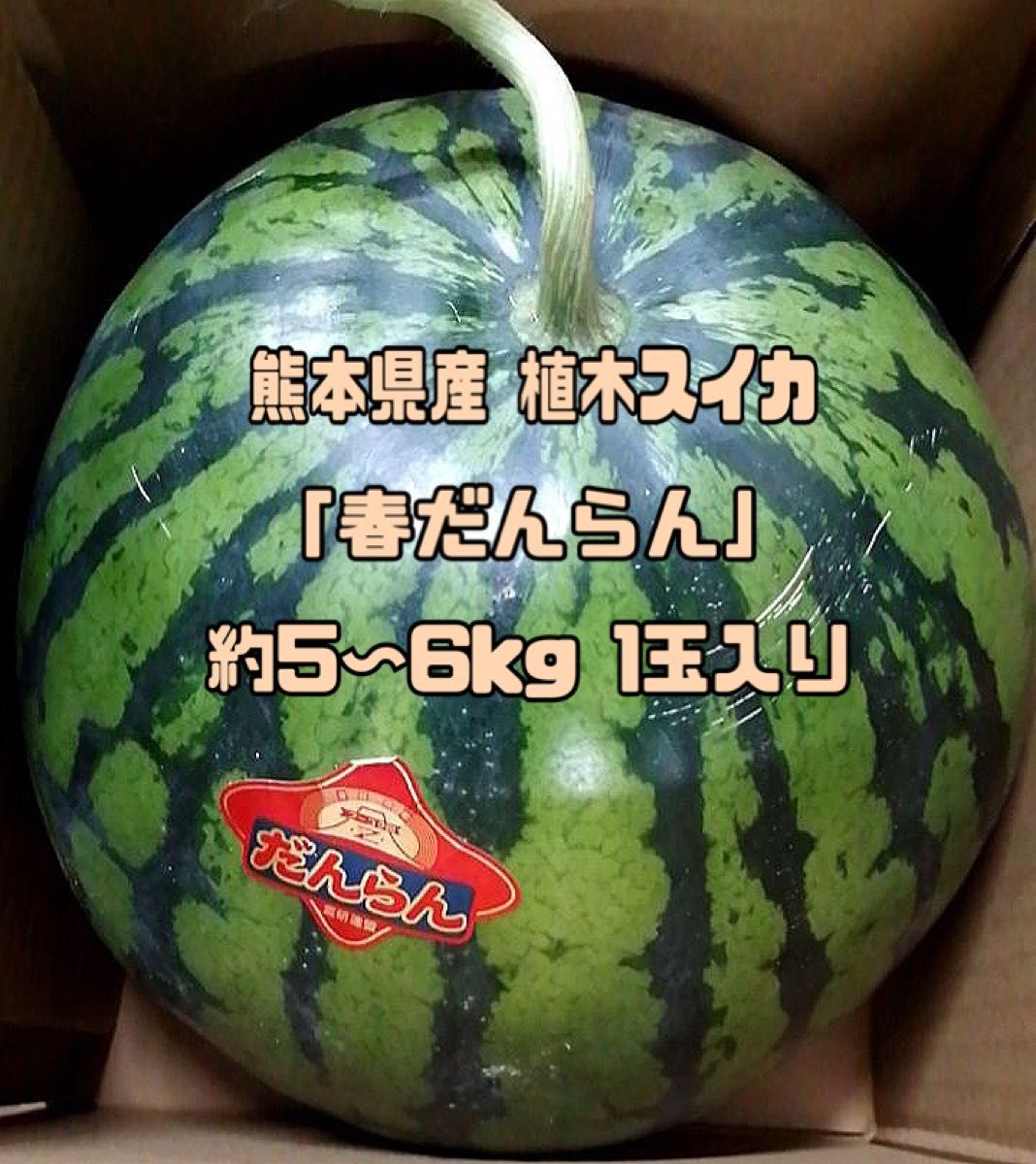 熊本県産 植木スイカ 春だんらん 約5〜6kg1玉入り 家庭用