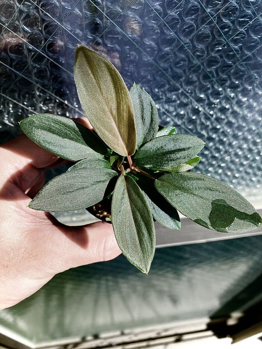 LA便 Homalomena LR×謎2【LA-hyb.22-15】 ホマロメナ　熱帯植物_参考親株