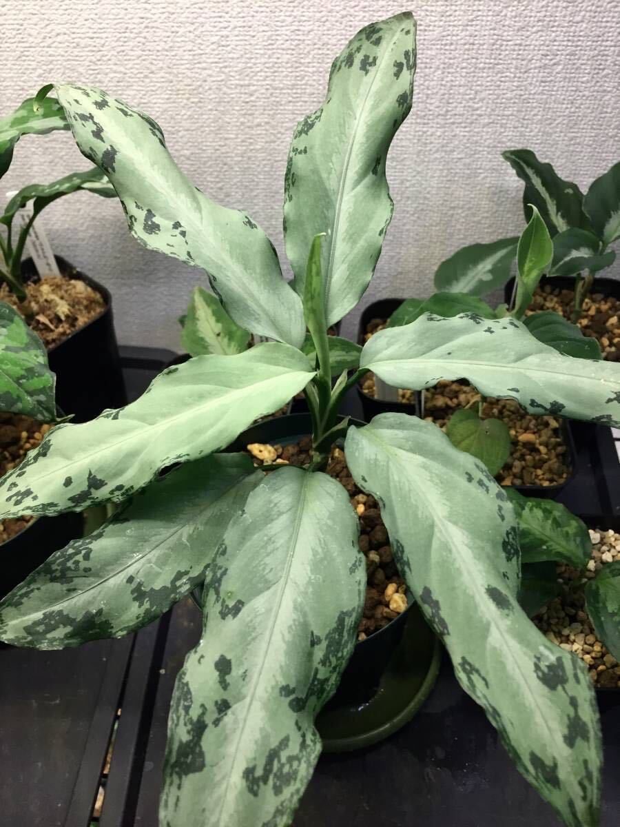 AZ便 Aglaonema pictum ''ちゃんぷーる'' from Pulau Pade 【AZ1220-1】アグラオネマ  ピクタム 熱帯植物の画像1