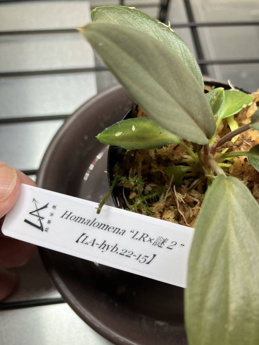 LA便 Homalomena LR×謎2【LA-hyb.22-15】 ホマロメナ　熱帯植物_出品株