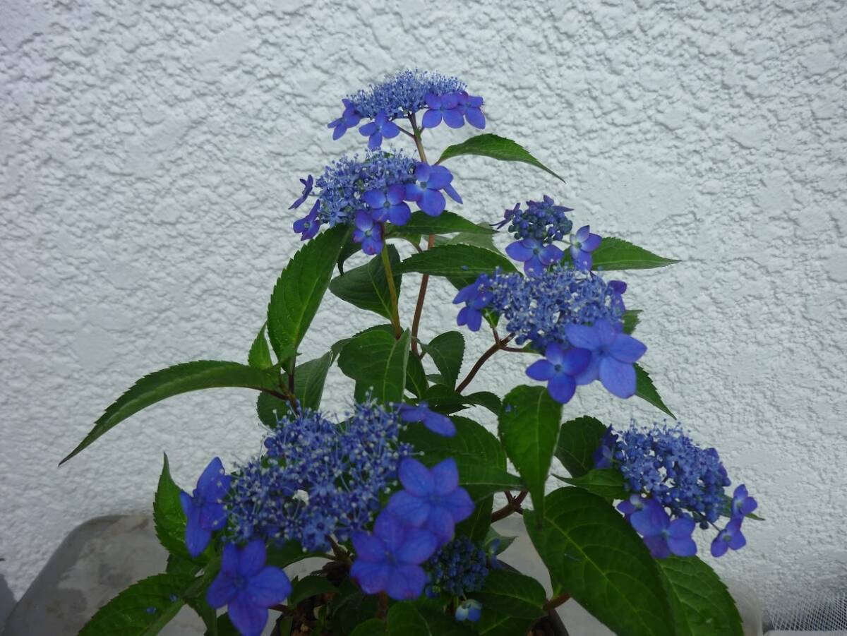 山野草　ヤマアジサイ　藍姫　苗 _我が家で咲きました。