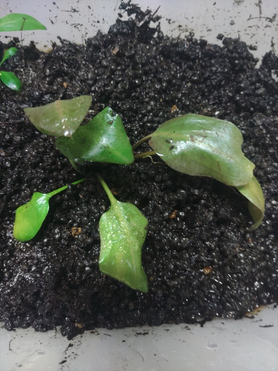  Cryptocoryne titiliki