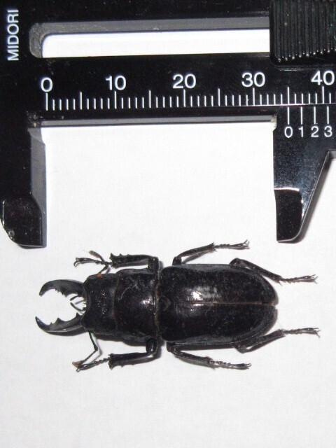 ●ハムジャツヤクワガタ？　スラウェシ産　クワガタ　標本　昆虫