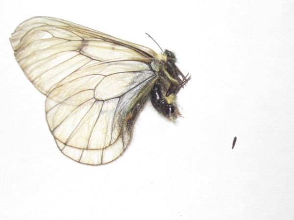 ●珍産地　タイリクヒメウスバ　A'品　三角紙　蝶標本　昆虫　標本