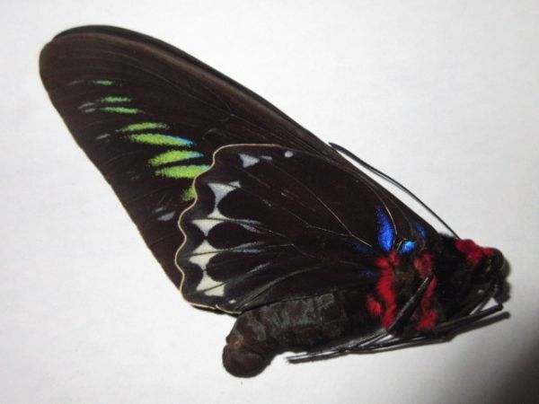 ●アカエリトリバネアゲハ　マレーシア　三角紙　蝶標本　昆虫　標本　_画像2