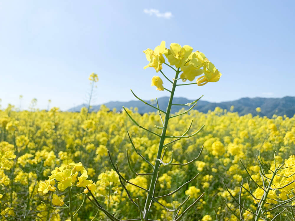 菜の花の種【送料無料】2g 500粒300円。_画像1