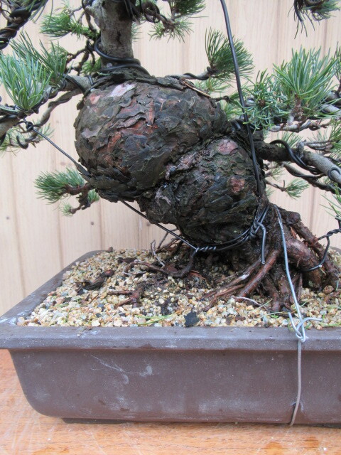  Shikoku . island . leaf pine bonsai ( height of tree 37cm) middle goods bonsai peace pot 