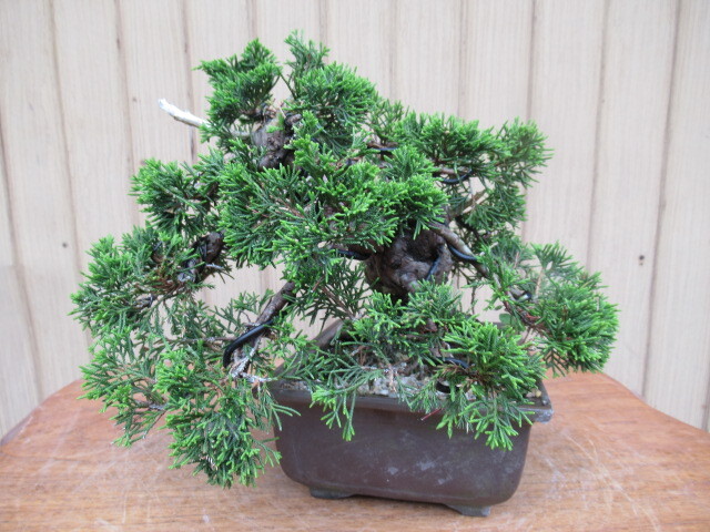  подлинный Kashiwa бонсай ( высота дерева 19cm) shohin bonsai мир горшок 