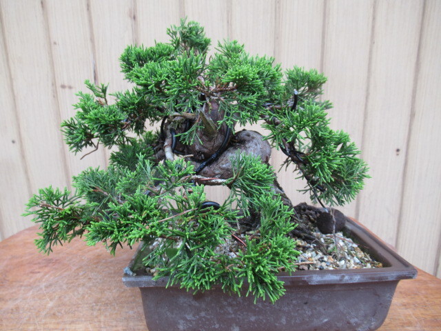  подлинный Kashiwa бонсай ( высота дерева 19cm) shohin bonsai мир горшок 