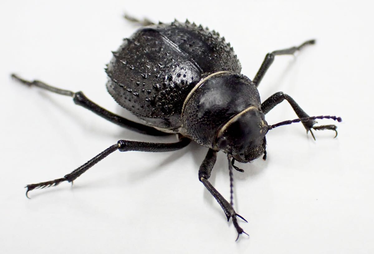 Darkling beetle 5匹の画像2