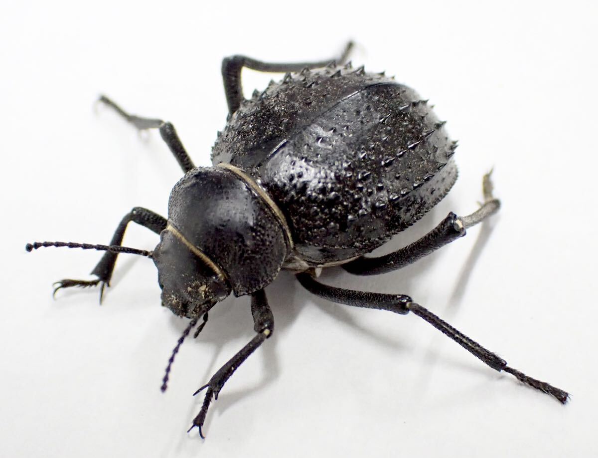 Darkling beetle 5匹の画像1