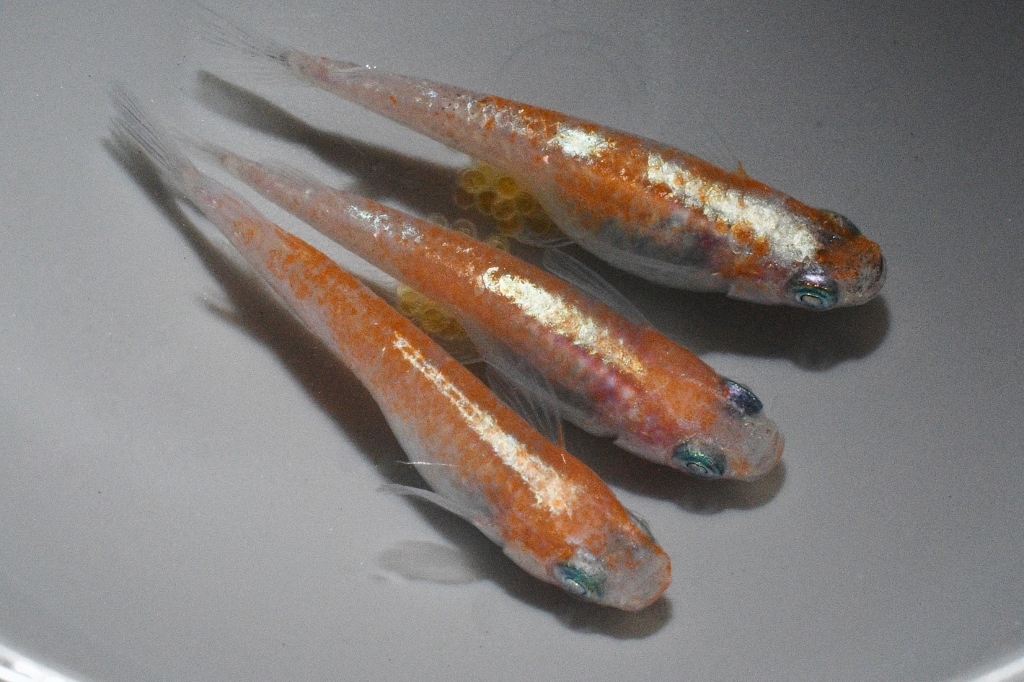 アマテラス三色アースアイメダカの稚魚・10匹  銀  メダカ屋猫飯の画像3