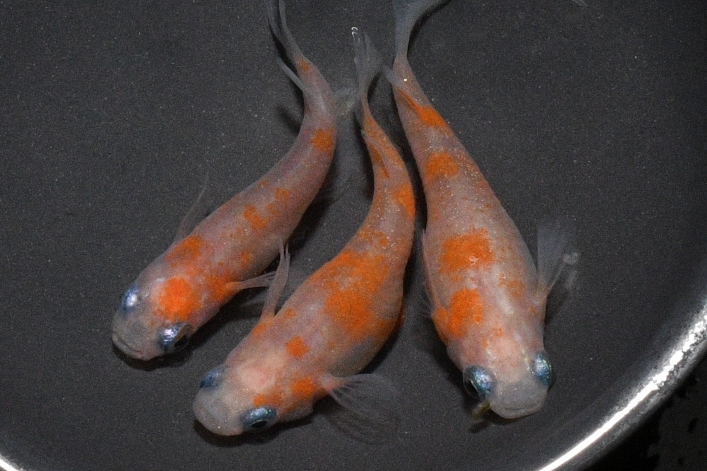 乱れ桜メダカの稚魚・10匹  銀 メダカ屋猫飯の画像1