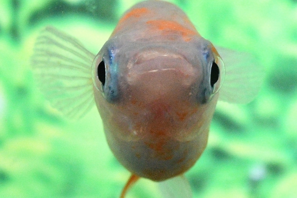 乱れ桜メダカの稚魚・10匹  銀 メダカ屋猫飯の画像9