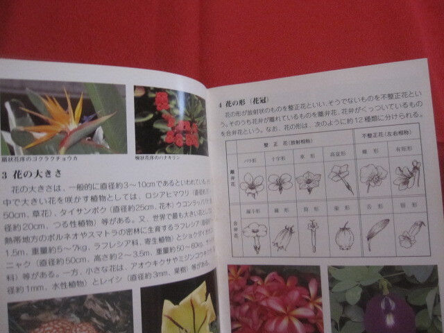 * Okinawa .... obi. flower Okinawa city environment research . work [ Okinawa *. lamp * nature * plant ]