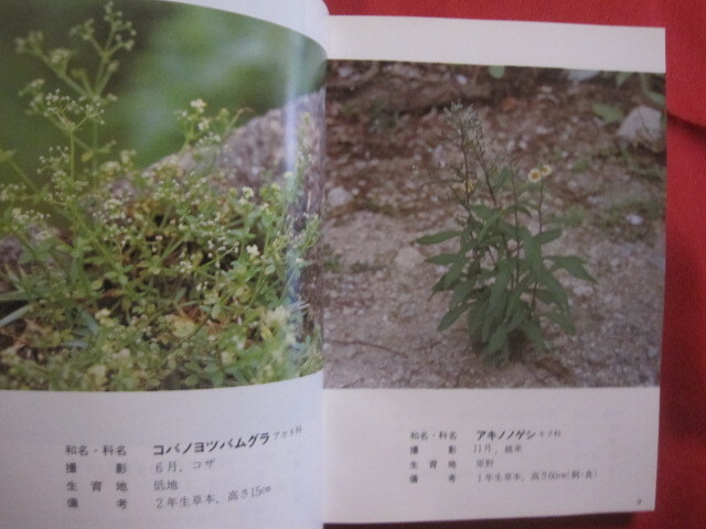 * Okinawa teaching material plant illustrated reference book -... . tree - many peace rice field genuine .... genuine good britain work [ Okinawa *. lamp * nature * plant ]