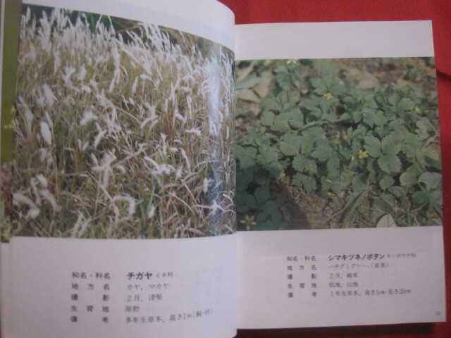 * Okinawa teaching material plant illustrated reference book -... . tree - many peace rice field genuine .... genuine good britain work [ Okinawa *. lamp * nature * plant ]