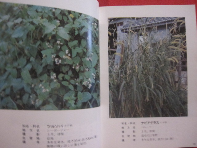 * Okinawa teaching material plant illustrated reference book -... . tree - many peace rice field genuine .... genuine good britain work [ Okinawa *. lamp * nature * plant ]