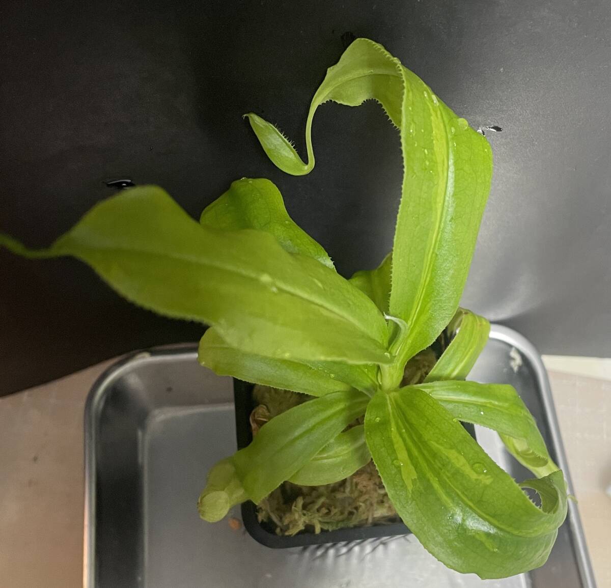 △N. mirabilis ”variegata” 斑入り  ウツボカズラ Nepenthes 食虫植物 の画像1