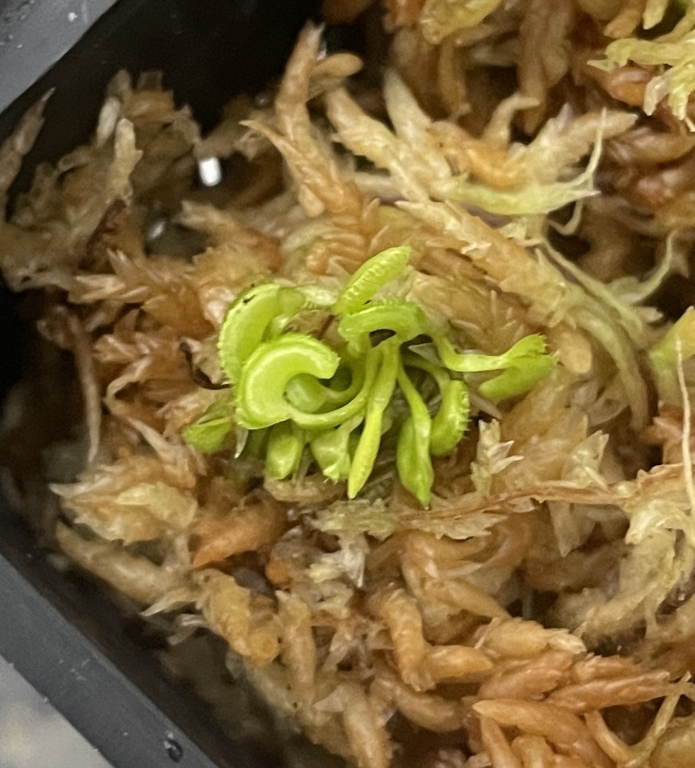 △D. muscipula ”Kim Il Sung”  ハエトリソウ Dionaea  食虫植物の画像1