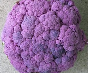 紫 カリフラワーバイオレット ２０粒★同梱可★の画像1