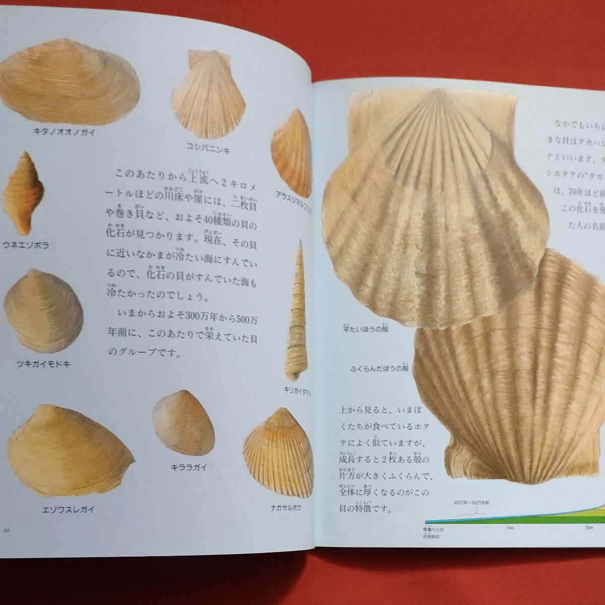 リサイクル図書　月刊 たくさんのふしぎ 　時をながれる川　 過去　化石　北海道　福音館書店