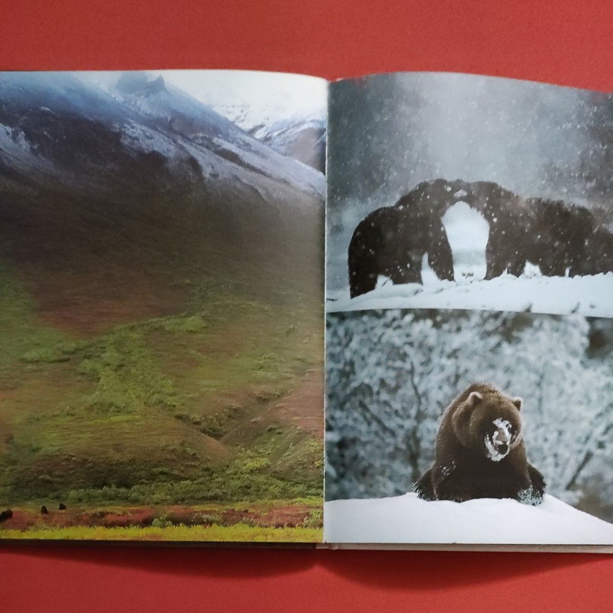 リサイクル図書　月刊 たくさんのふしぎ 　クマよ　星野道夫　 福音館書店