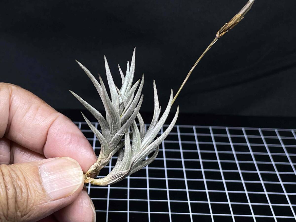 Tillandsia erecta Mendoza Argentina alt1,200m シードポット付 2 ティランジア エレクタ ディアフォランテマ属 チランジアの画像5