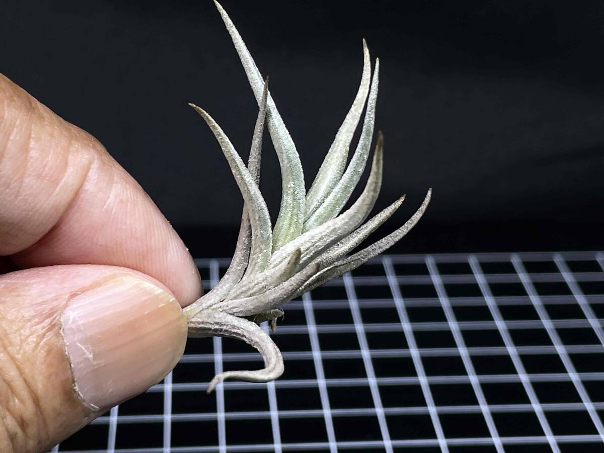 Tillandsia erecta Mendoza Argentina alt1,200m ティランジア エレクタ 1 ディアフォランテマ属 チランジアの画像2