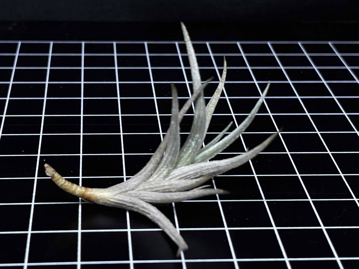 Tillandsia erecta Mendoza Argentina alt1,200m ティランジア エレクタ 1 ディアフォランテマ属 チランジアの画像4