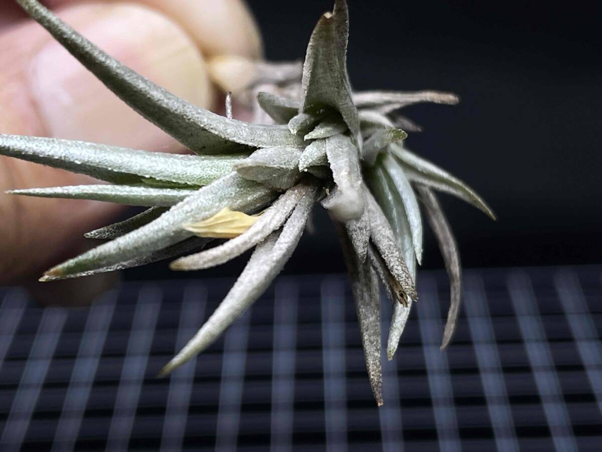 Tillandsia erecta Mendoza Argentina alt1,200m ティランジア エレクタ ２ ディアフォランテマ属 チランジアの画像3