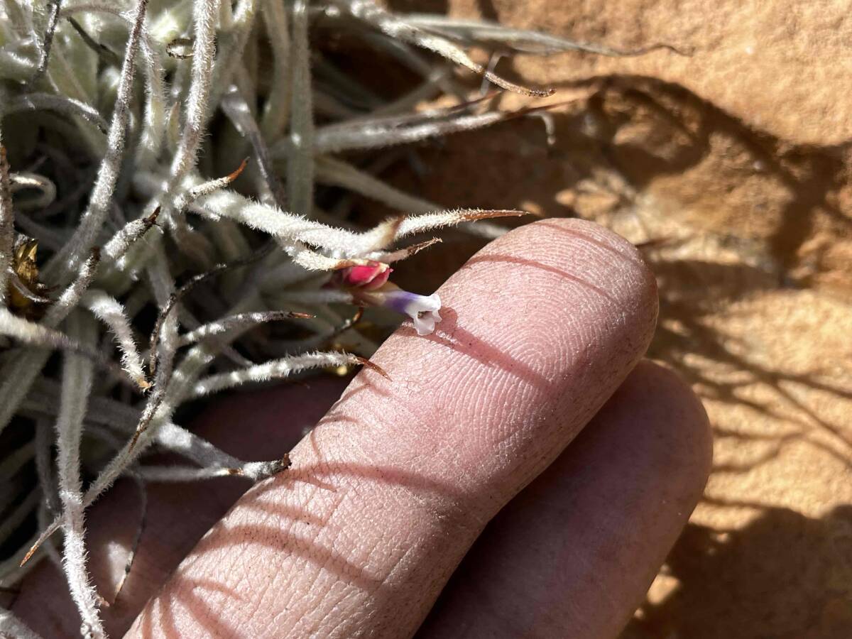 Tillandsia oblivata Peru アンデス北部山岳エリア 標高2,900m 1 ティランジア オブリバータ チランジアの画像6