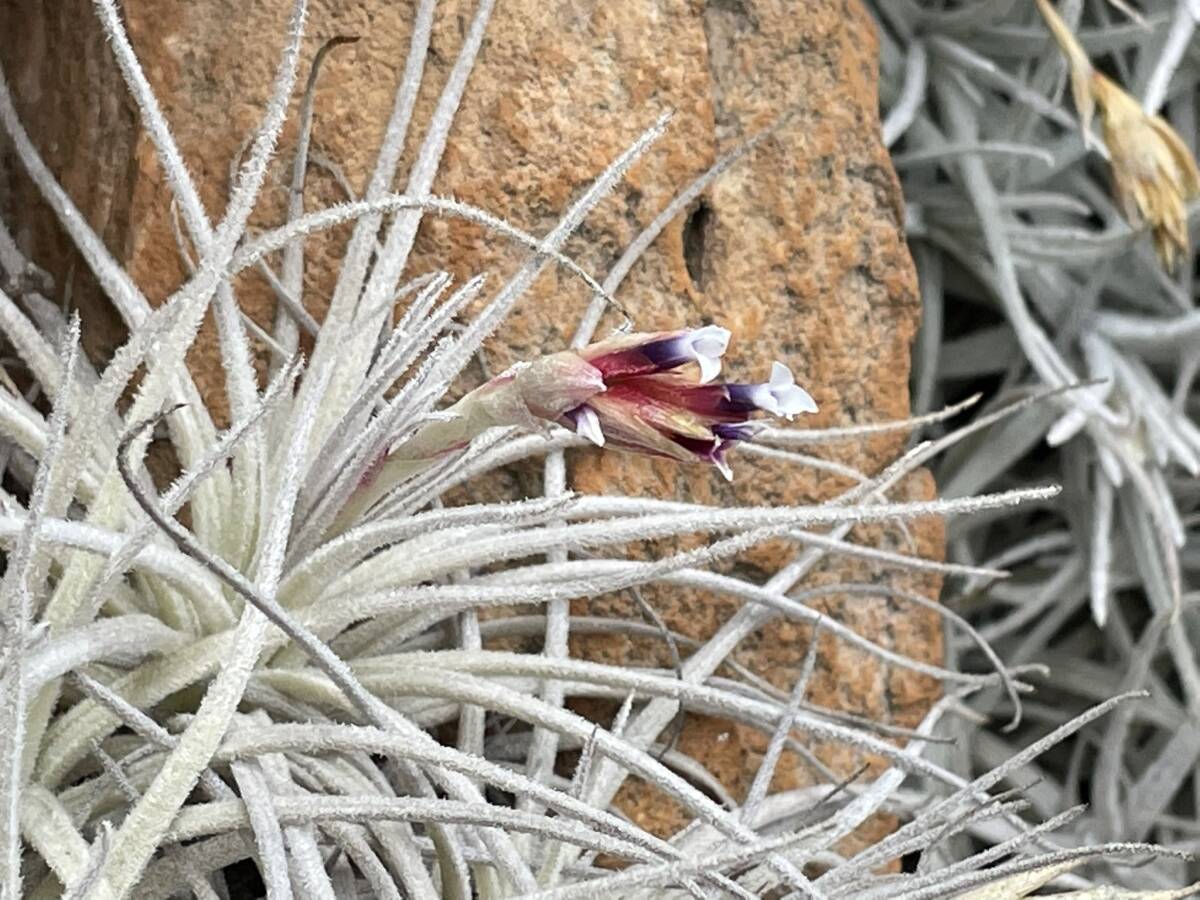 Tillandsia oblivata Peru アンデス北部山岳エリア 標高2,900m 2 ティランジア オブリバータ チランジアの画像1