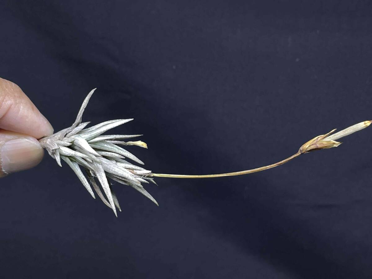 Tillandsia erecta Mendoza Argentina alt1,200m シードポット付 ティランジア エレクタ ディアフォランテマ属 の画像2