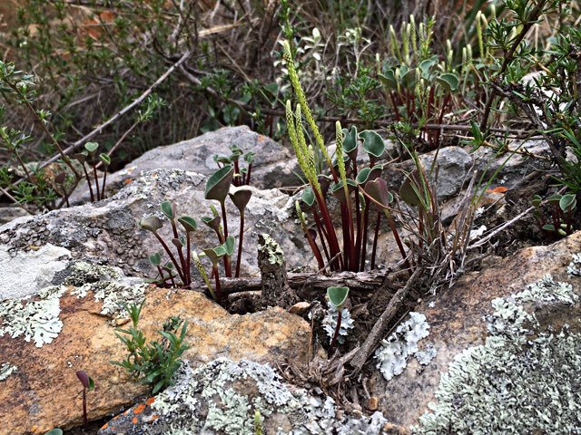 Peperomia cf.andina Peru アンデス北部山岳エリア 標高2,900m ペペロミア アンディナ 塊根・多肉の画像6