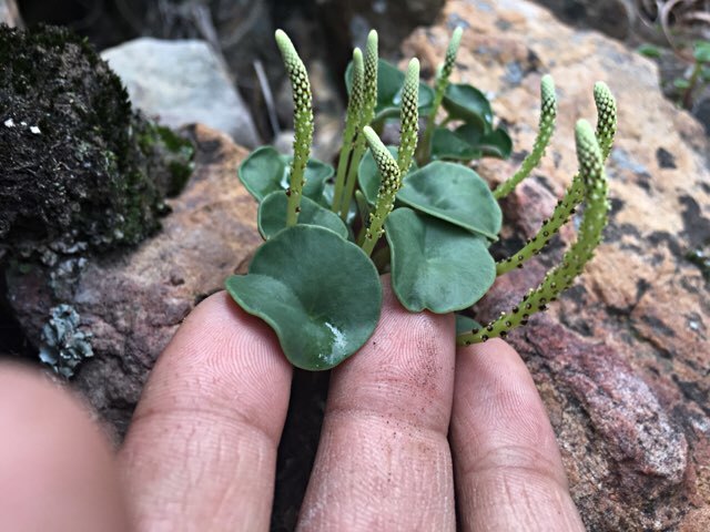 Peperomia cf.andina Peru アンデス北部山岳エリア 標高2,900m ペペロミア アンディナ 塊根・ 多肉の画像7