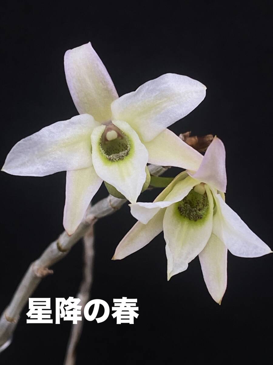 セッコク(長生蘭） 豪華2点 優良品②の画像10